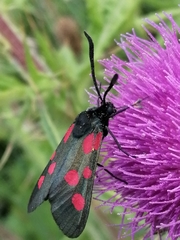 Zygaena trifolii