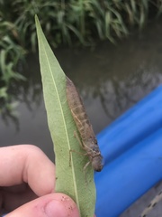 Anax longipes