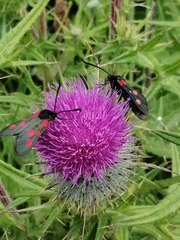 Zygaena trifolii