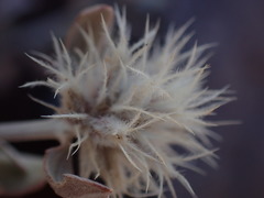 Leucosphaera bainesii
