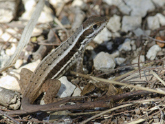 Leiocephalus cubensis