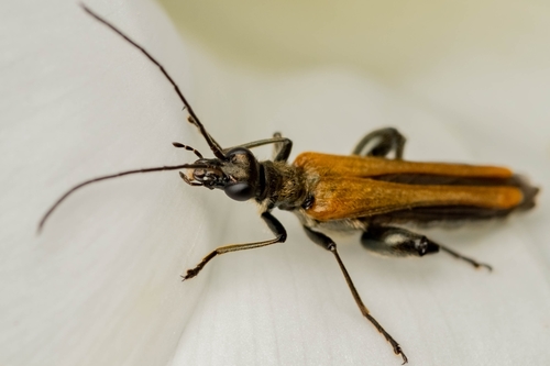 Oedemera femorata, photo 3 of 7