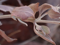 Leucosphaera bainesii