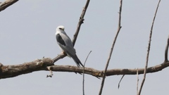 Elanus leucurus