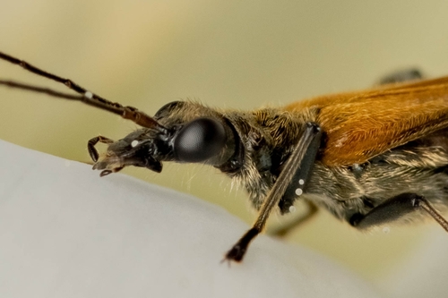 Oedemera femorata, photo 7 of 7
