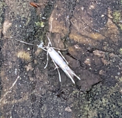 Cosmopterix fernaldella
