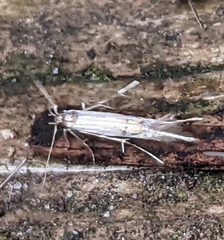 Cosmopterix fernaldella