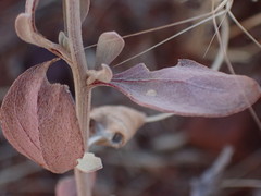Leucosphaera bainesii