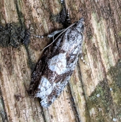 Zeiraphera improbana