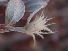 Leucosphaera bainesii