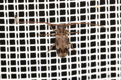 Exocentrus adspersus