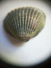Lymnocardiinae