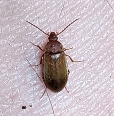 Isomira comstocki