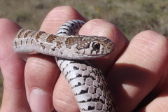Thamnophis scaliger