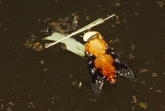 Ancala africana