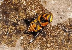 Ancala africana