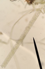 Fragilaria