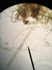 Fragilaria