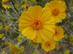 Leptosyne calliopsidea