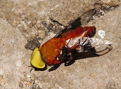 Ancala africana
