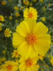 Leptosyne calliopsidea