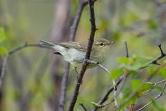 Phylloscopus nitidus
