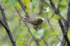 Phylloscopus nitidus