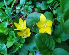 Lysimachia nummularia