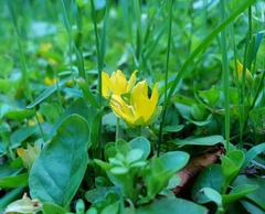 Lysimachia nummularia