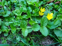 Lysimachia nummularia