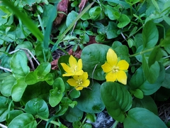Lysimachia nummularia