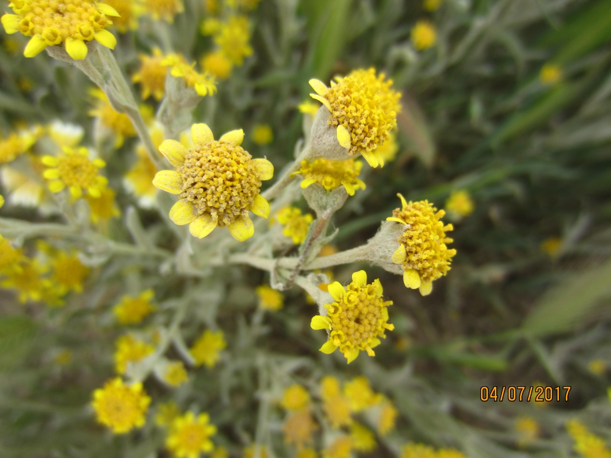 Monolopia stricta