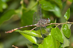 Aphylla angustifolia