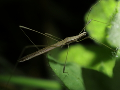 Neides aduncus