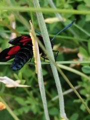 Zygaena