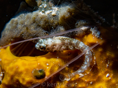 Emblemaria pandionis