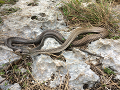 Cubophis cantherigerus