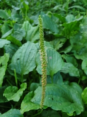 Plantago major