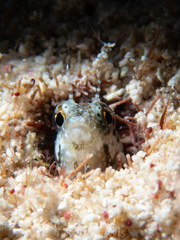 Emblemaria pandionis