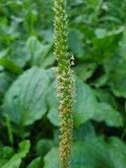 Plantago major