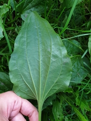 Plantago major