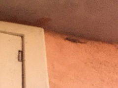 Tarentola mauritanica