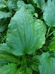 Plantago major