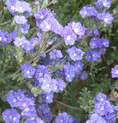 Phacelia ciliata ciliata