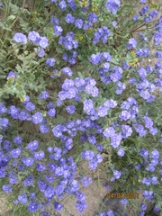Phacelia ciliata ciliata