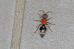 Ronisia brutia