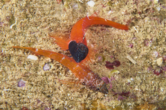 Tripterygion melanurus