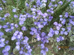Phacelia ciliata ciliata