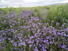Phacelia ciliata ciliata