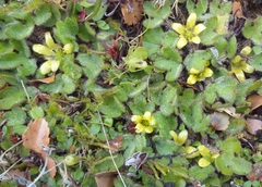 Ranunculus royi